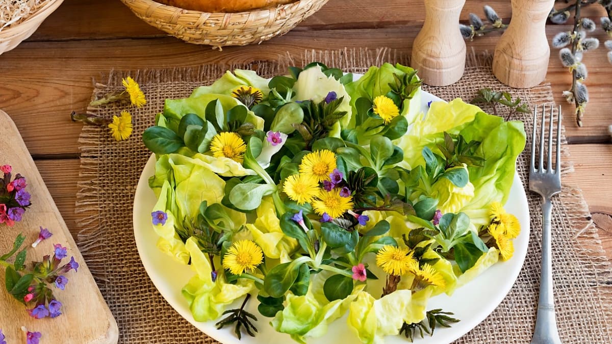 Plicník můžeme na jaře použít jako jedlou bylinku. Čerstvá kvetoucí nať se dá v malém množství použít do salátů.