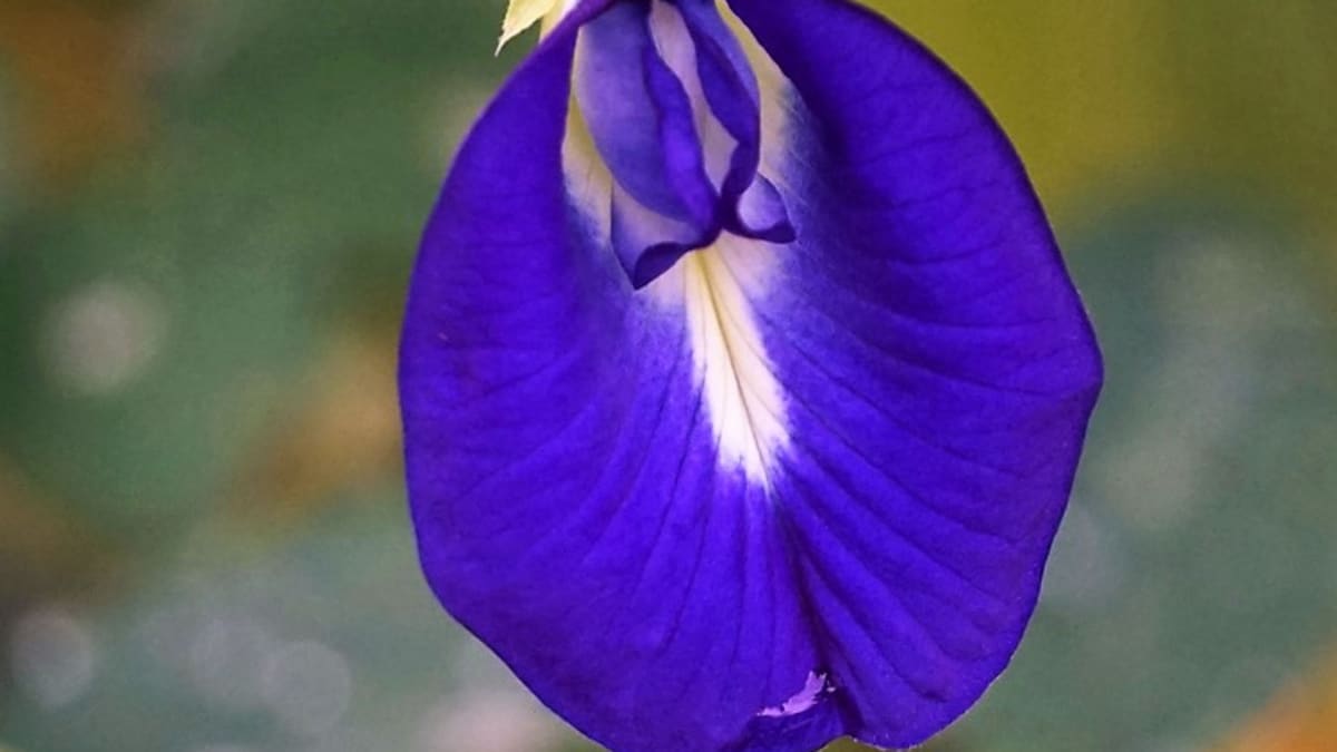  Klitorie má až 6m liány s eliptickými listy a sytě modrofialovými květy (existují i bílé, světle fialové či žluté) velkými asi 3 cm, které nápadně připomínají ženské přirození