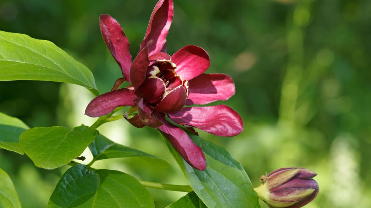 Černá růže neboli sazaník květnatý (Calycanthus floridus)