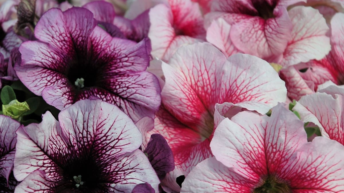 Petúnie mnohokvěté (multiflory): S orchid hvězdou  - světle modrofialové, růžové a světle fialové květy s výraznou hvězdicovitou kresbou