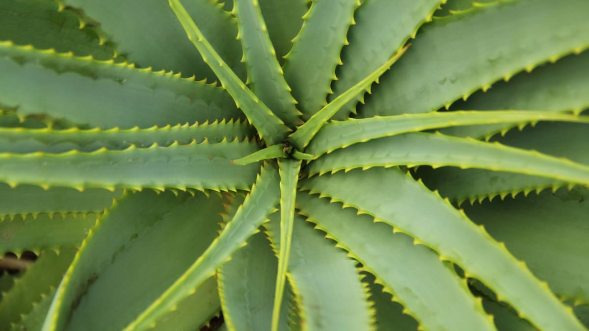 Rostliny s pozitivní energií - Obrázek 10 - Aloe vera