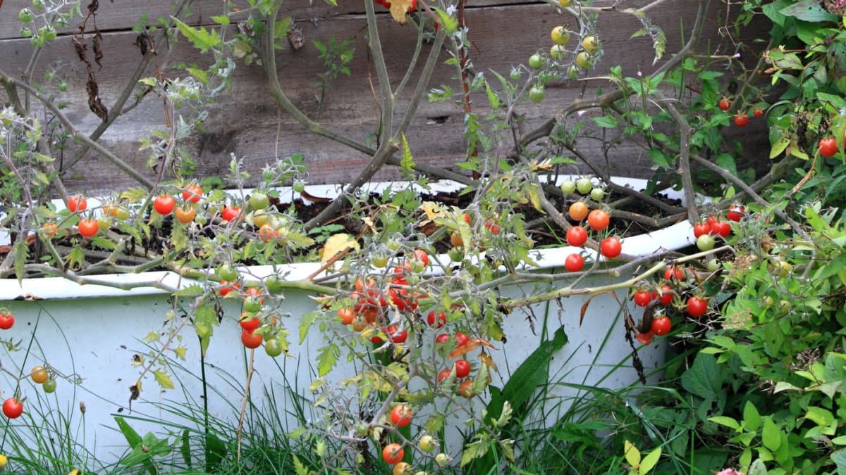 Divoká rajčata přinesou velkou úrodu i bez péče
