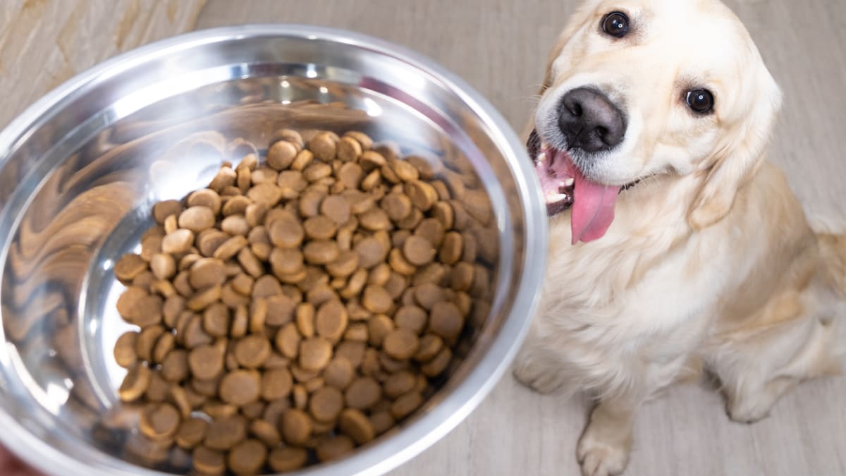 5 mýtů o psím stravování 1