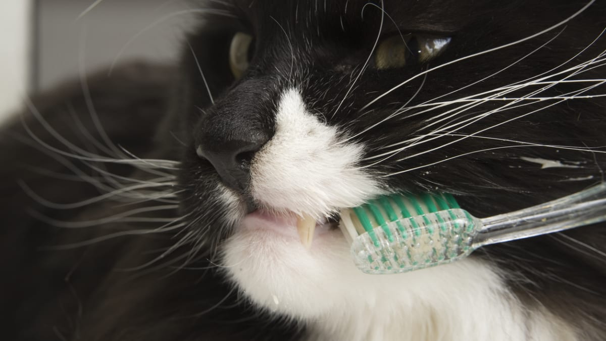 Jak čistit kočkám zuby 3