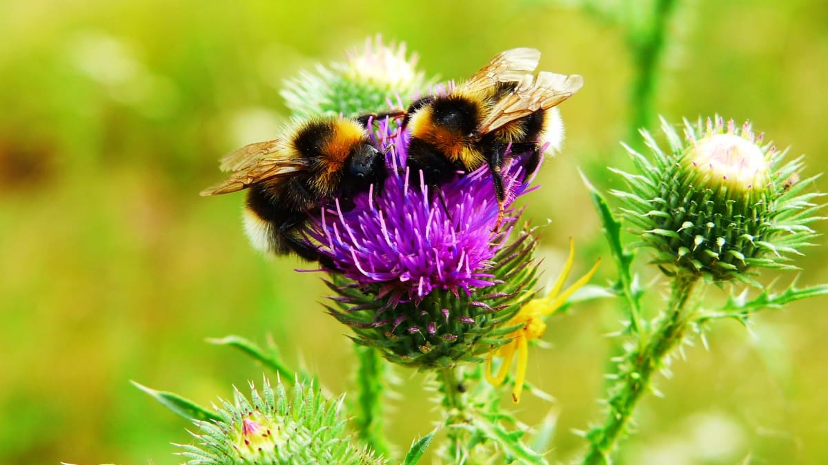 Čmeláci: Neútoční dobráci, kteří pomáhají včelkám s opylováním květů za každého počasí 1