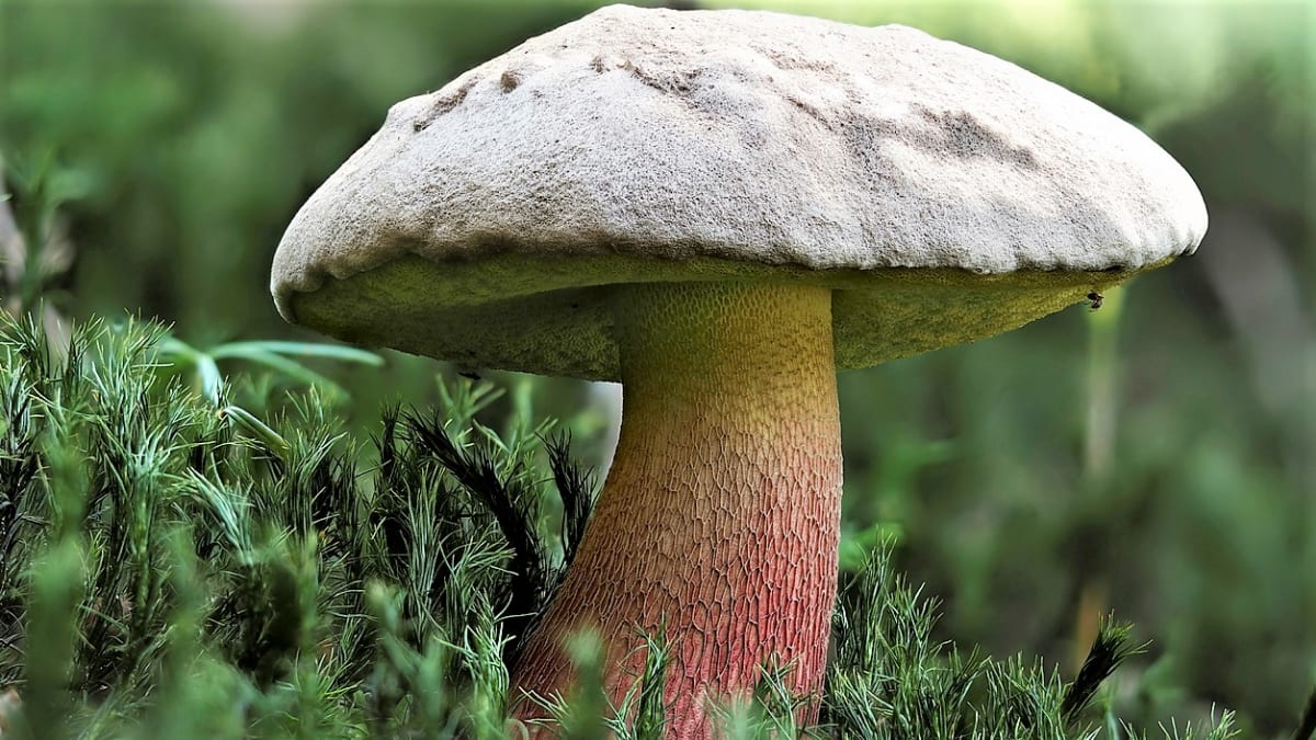 Hřib kříšť (Caloboletus calopus) je na pohled velmi atraktivní houba, leč velice hořká. Roste od července do října v jehličnatých nebo smíšených lesích.