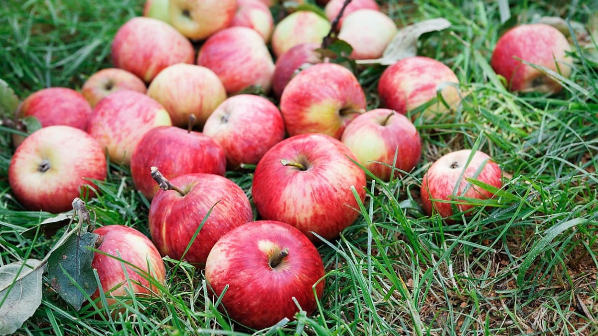 Jablka často padají ze stromu a povalují se v trávě, a tak je musíme průběžně sbírat. Plody, které jsou jen otlučené, ale jinak pěkné a nepoškozené nevyhazujme, můžeme je ještě dobře využít. 