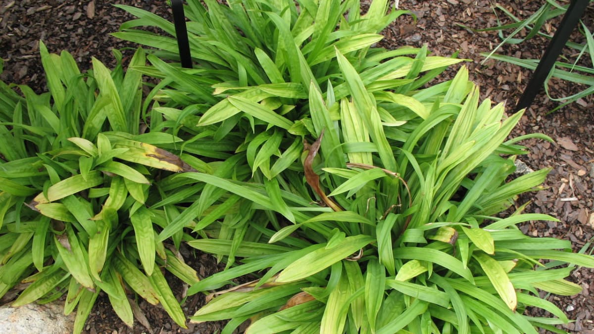 Stínomilné okrasné traviny - Obrázek 3 - Ostřice širokolistá (Carex plantaginea) 