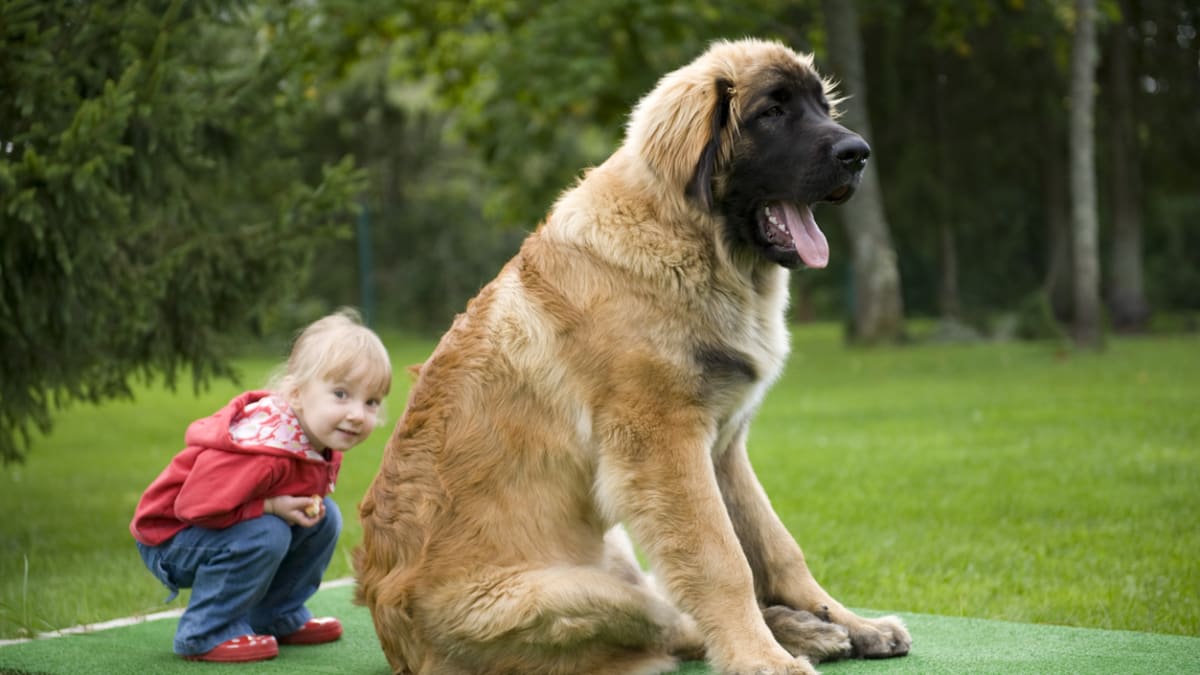 Nejkrásnější psí obříci: Leonberger