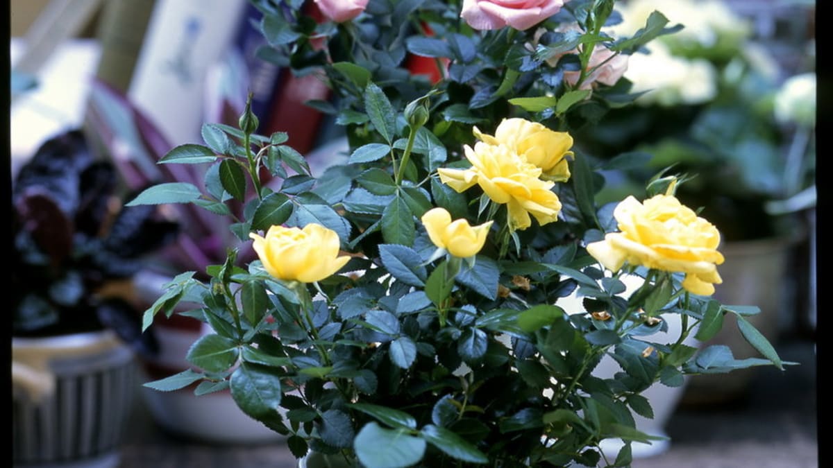 Růže/Rosa chinensis "Minima"