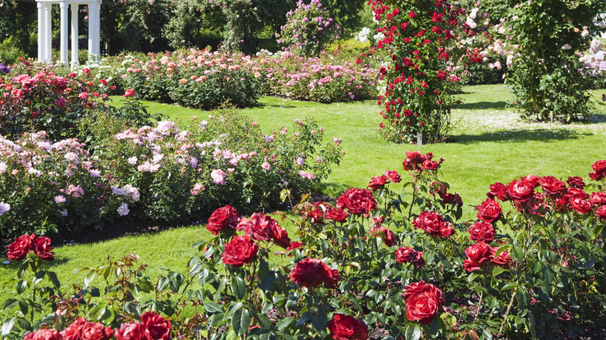 Nejkrásnější růžové zahrady 7