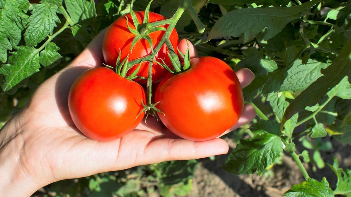 Přirozeně dozrálá rajčata mají naprosto jedinečnou vůni a chuť. Skvěle chutnají čerstvá, ideálně vlastní a čerstvě utržená, kdy také obsahují nejvíce účinných látek.