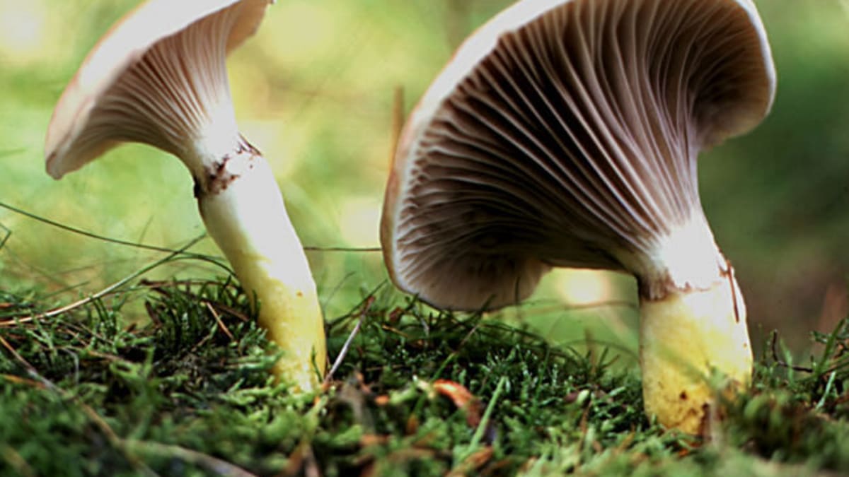 Podzimní houby - Obrázek 14 - Slizák mazlavý (Gomphidius glutinosus)