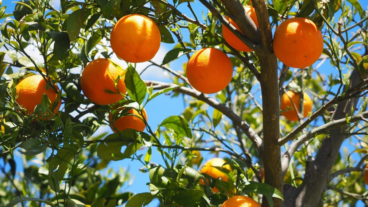 Pomeranč je plod pomerančovníku čínského (Citrus sinensis), který pochází pravděpodobně ze subtropických oblastí Číny a Vietnamu.