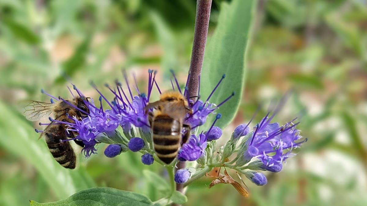 Ořechoplodec bývá často v obležení včel i čmeláků