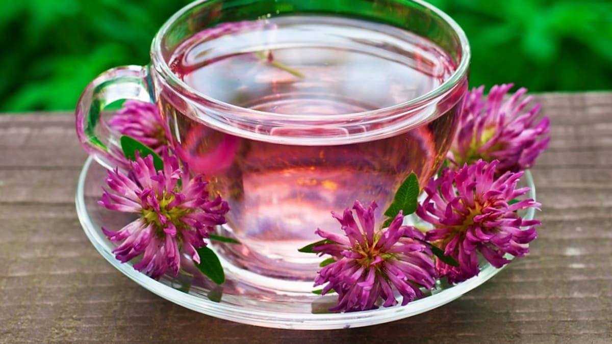 Čaj z květů jetele je léčivý, ale i lahodný. Můžeme ho užívat dlouhodobě. Tento čaj popíjíme třikrát denně .
