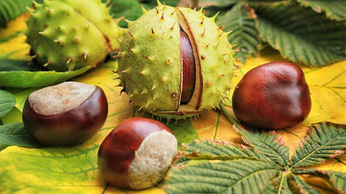 Kaštany, plody statného stromu jírovec maďal, jsou známé především svými zajímavými léčivými vlastnosti, ale fungují taky jako účinný přírodní prací prostředek.