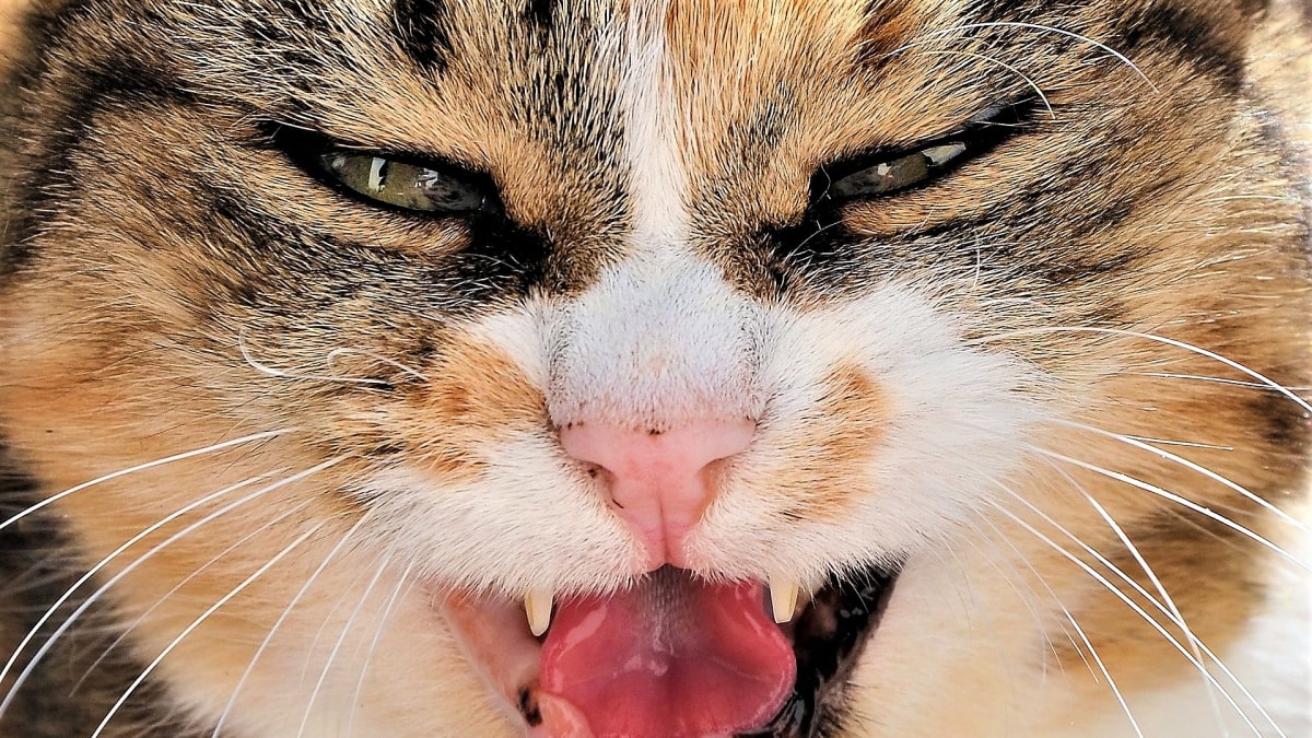 U starší kočky se objevují dentální potíže