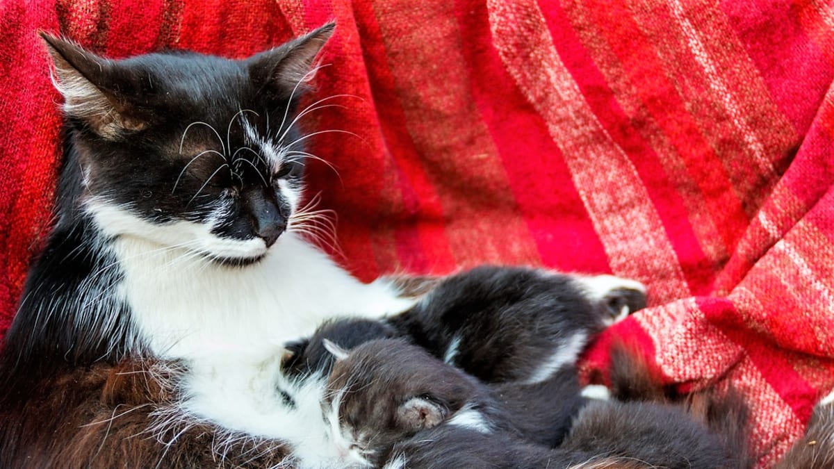 Po narození se o koťata stará výhradně kočičí maminka a živí je svým mateřským mlékem