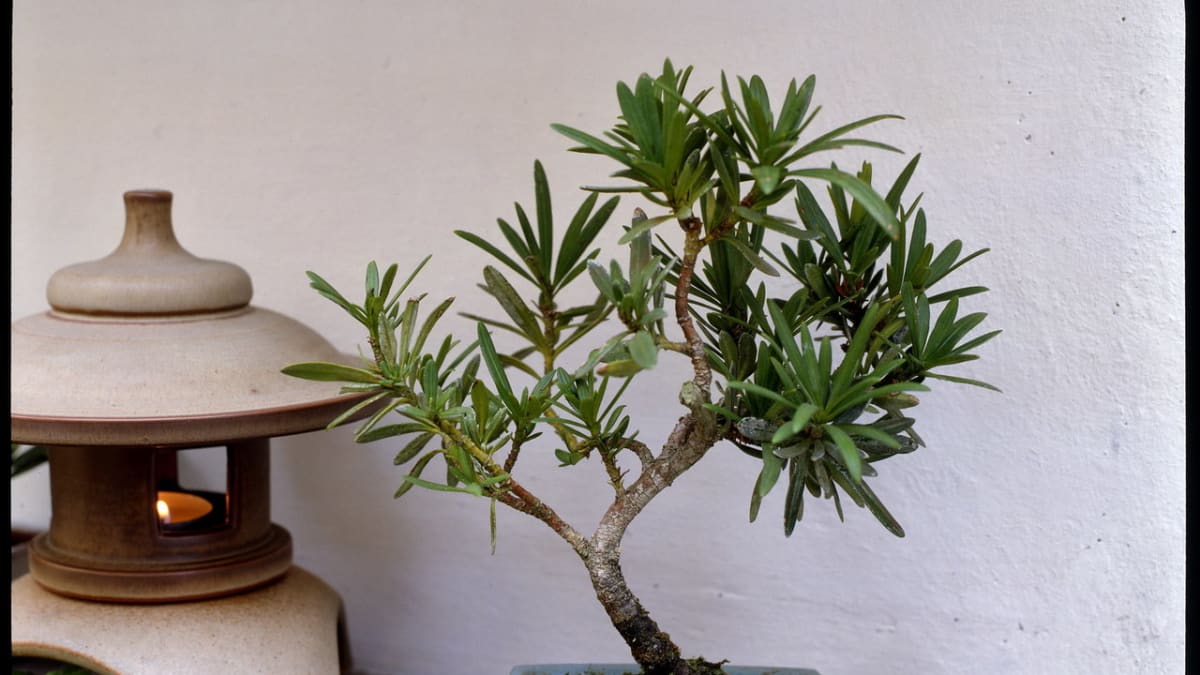 Nohoplod/Podocarpus podophylus