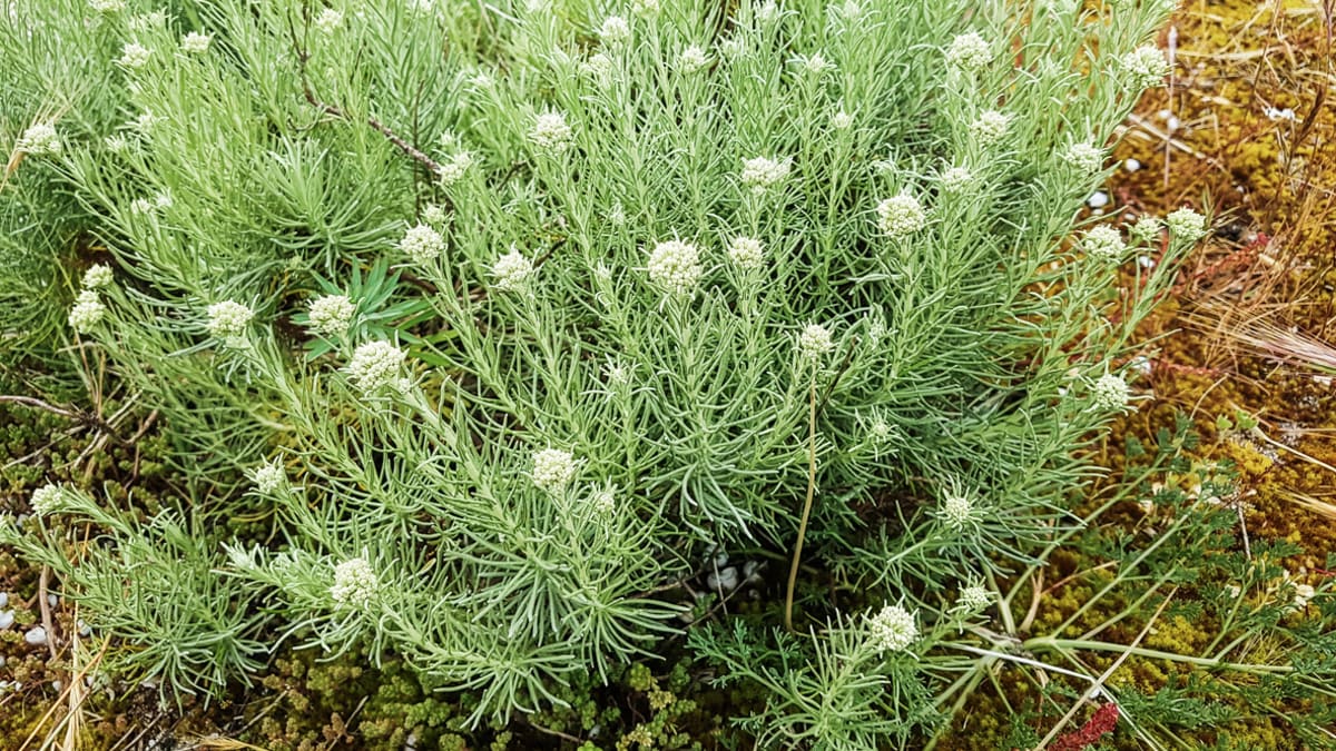 Smil italský (Helichrysum italicum)