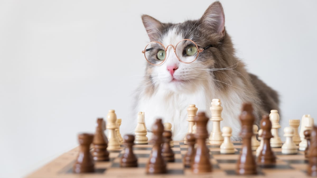 Šachista se z vaší kočky asi nestane, ale i pro ni můžete pořídit logickou hru