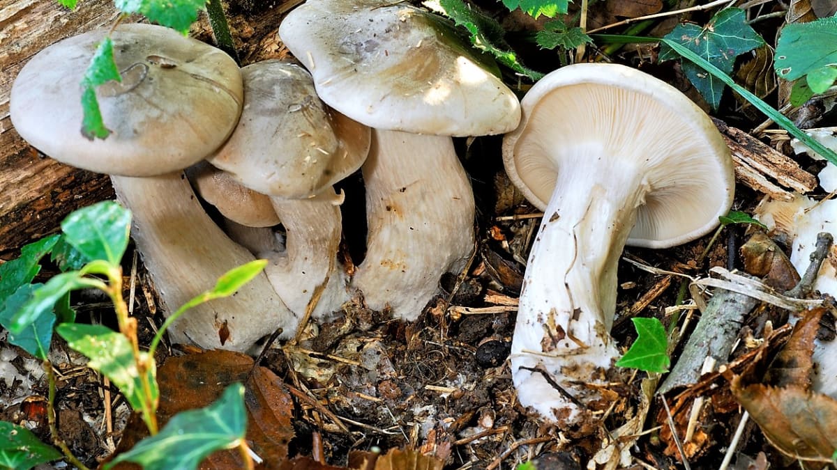 Strmělky mlženka a anýzka jsou nejaromatičtější podzimní houby. Jedna je skvělá v octě, druhá v čokoládě