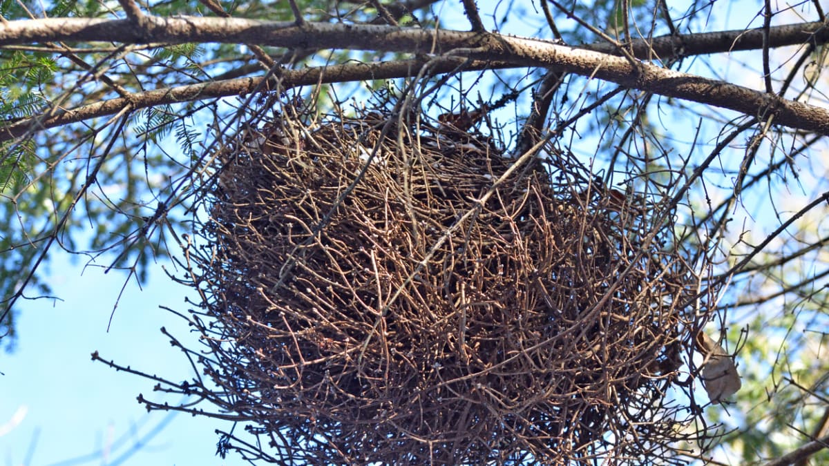 Zajímavá hnízda na větvích stromů bývají velmi nápadná