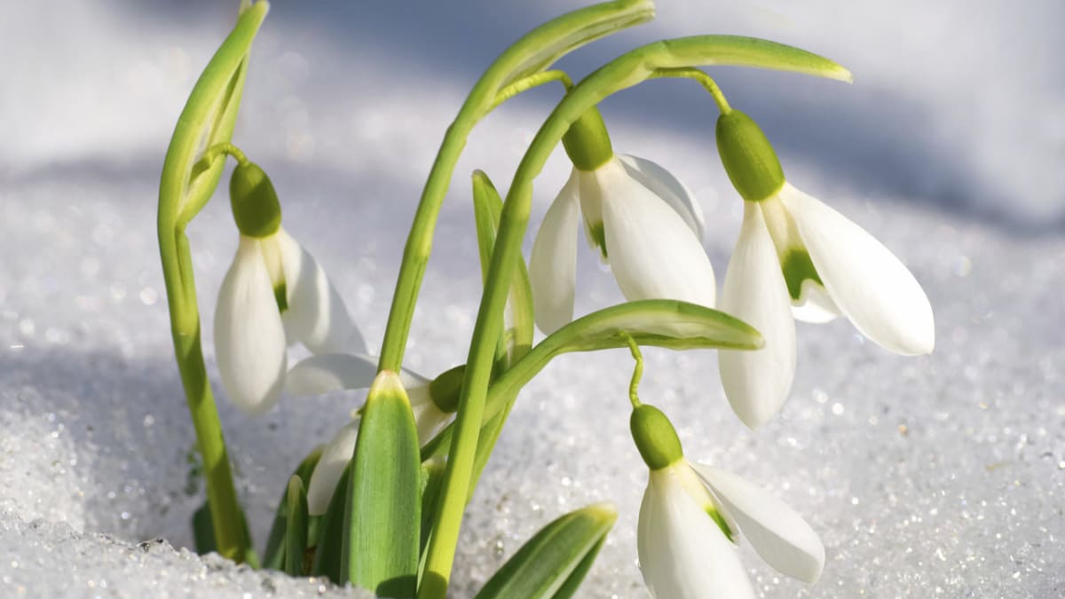 První jarní květiny  - Obrázek 2 - Sněženka domácí (Galanthus nivalis)