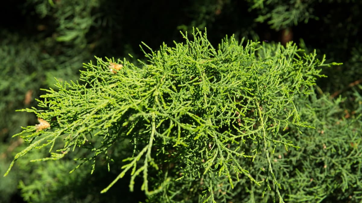 Jalovec čínský/Juniperus chinensis Pfitzeriana Aurea