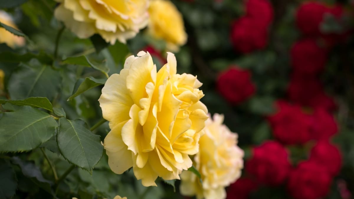 Krásu růží obdivujeme všichni. Ale málokdo se v nich opravdu vyzná 1