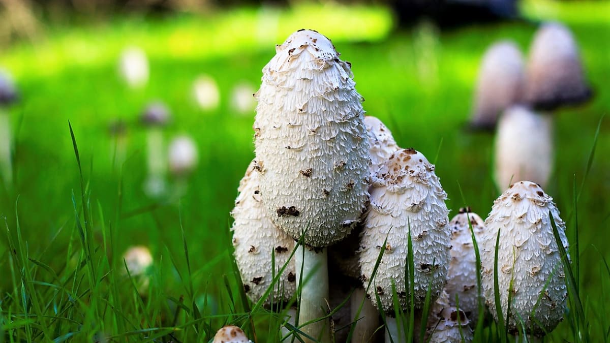 Hnojník obecný je houba dobrá a léčivá, ale musíte ji sebrat, než se rozteče!