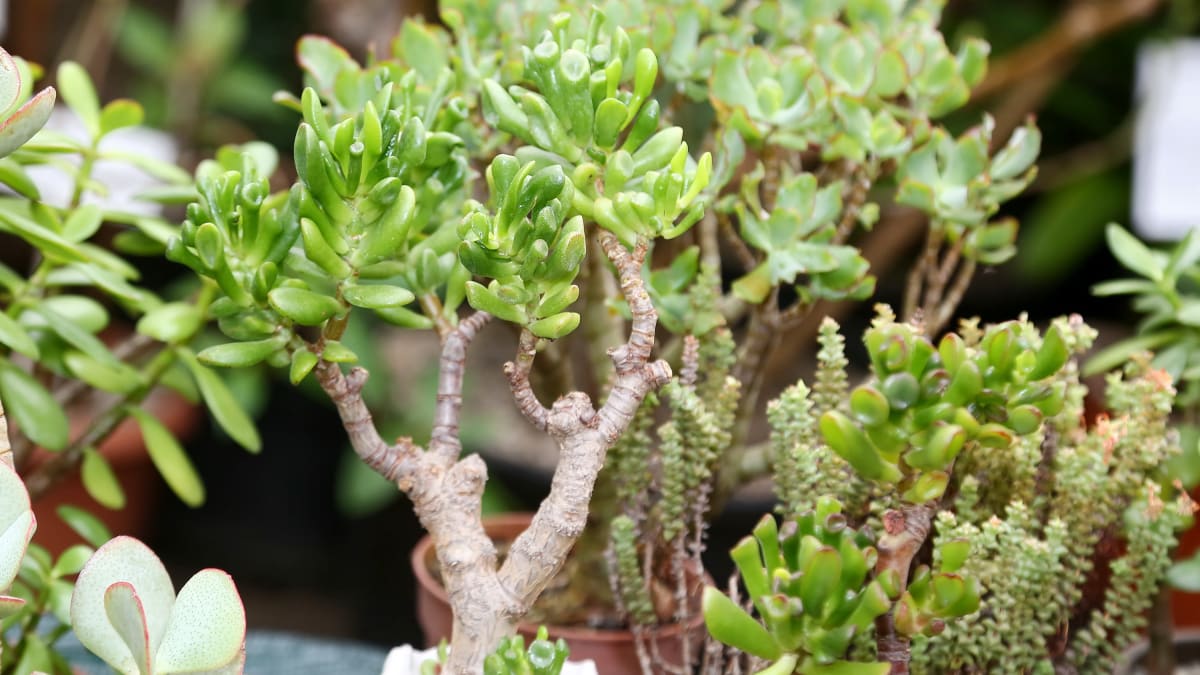 Jak pěstovat oblíbenou tlustici jako bonsai 2