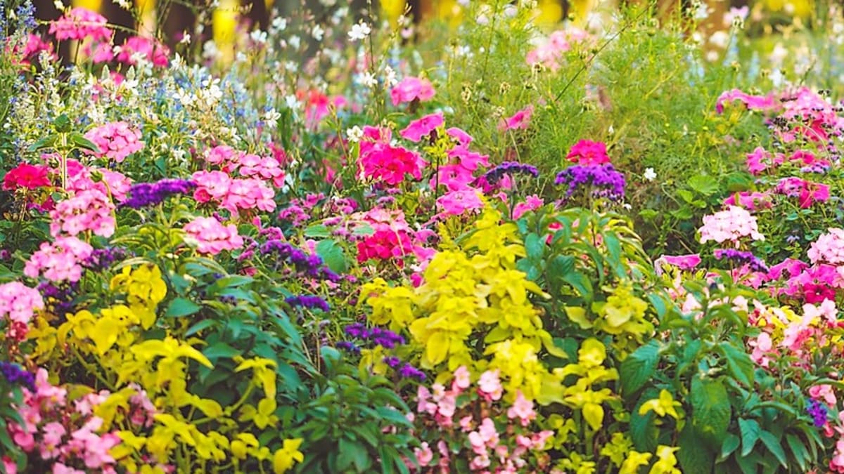 8 dobrých rad pro začínající zahradníky: Z květin vsaďte na dlouhověké trvalky, které bývají velmi odolné, přizpůsobivé a dodají vaší zahradě kouzlo, i když na ně nebudete mít moc času. 