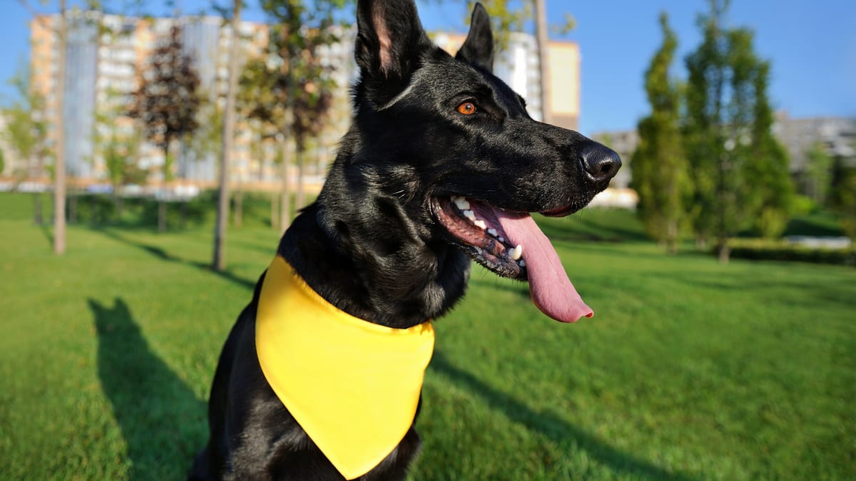 Žlutá stužka, šátek, motýlek nebo celý postroj má ochránit psa před nechtěným kontaktem 