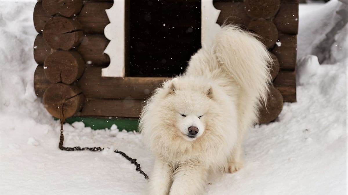 V zimě by se měli mít nejvíce na pozoru chovatelé psů, kteří žijí venku v boudách nebo v kotcích. V mrazech dejte venkovní psí příbytek ideálně směrem k jihu, nebude do něj tolik foukat.