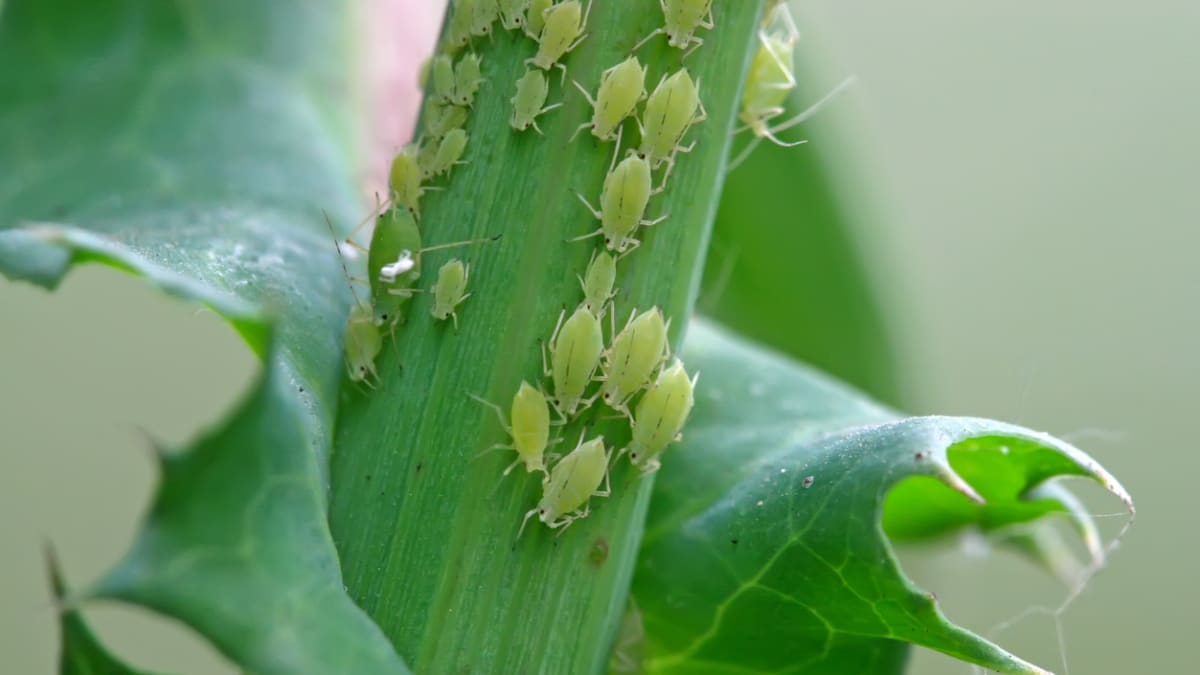 Mšice jsou malinkatý hmyz o velikosti několika milimetrů, který se na napadených rostlinách množí ohromnou rychlostí. Za jeden rok vytvoří až desítky generací