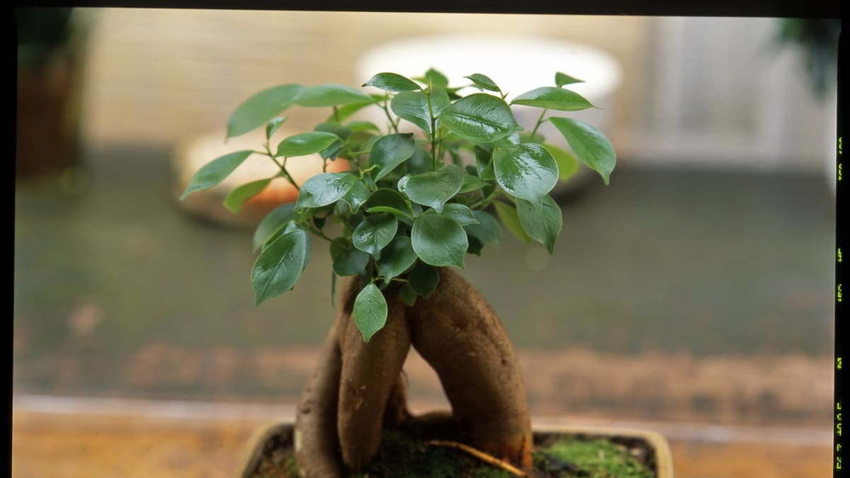 Fíkus/Ficus microcarpa