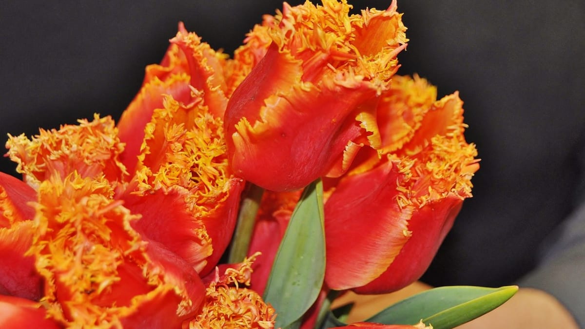Nový tulipán - Flora Marita - Obrázek 3
