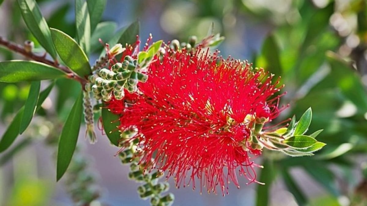 Díky svým jedinečným květům je kalistemon s jinými rostlinami nezaměnitelný a nepřehlédnutelný, u nás rozkvétá obvykle v pozdním létě. 