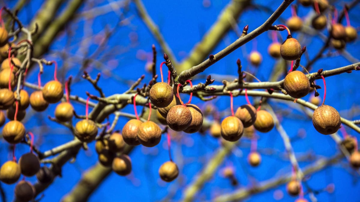 Kapesníkový strom: Davidii listenovou můžete pěstovat i na vlastní zahradě 5