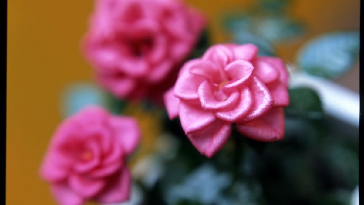 Růže/Rosa chinensis "Minima" - detail