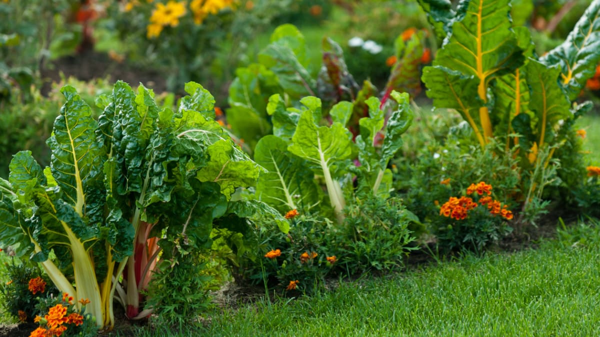 Vysázejte do záhonů se zeleninou květiny a bylinky, které fungují jako rostlinolékaři 1