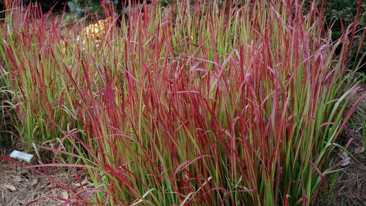 Traviny pro trvalkové záhony - Obrázek 2 - Lalang válcovitý (Imperata cylindrica)