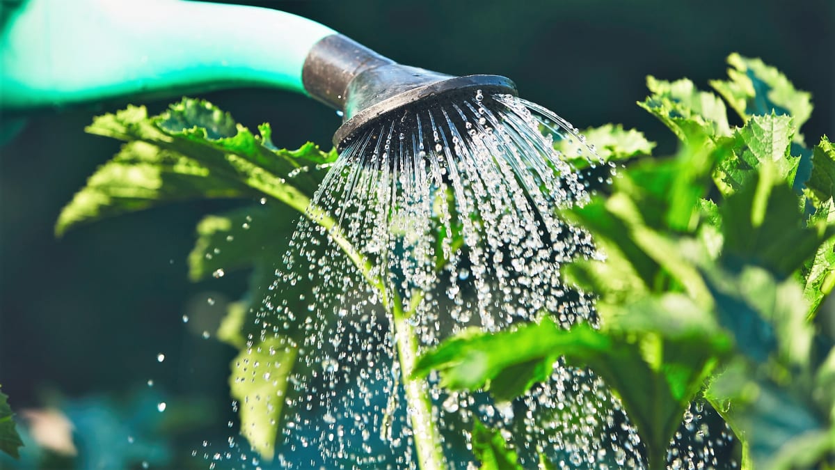 Pravidla správného zalévání: Jak chránit rostliny před horkem a suchem
