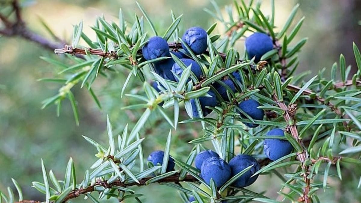 Aromatické plody  jalovce jalovčinky  mají černomodrou barvu, připomínají borůvky a jsou dobře chráněny špičatými bodlinkami