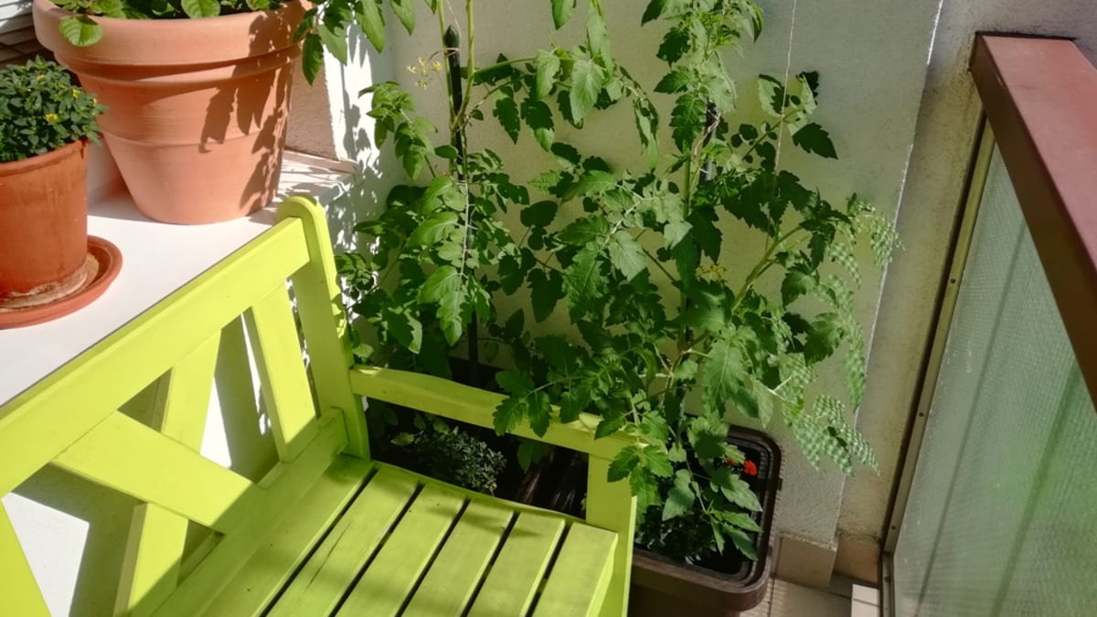Samozavlažovací truhlíky: Jak pěstovat květiny a zeleninu na balkoně i bez každodenního zalévání 6