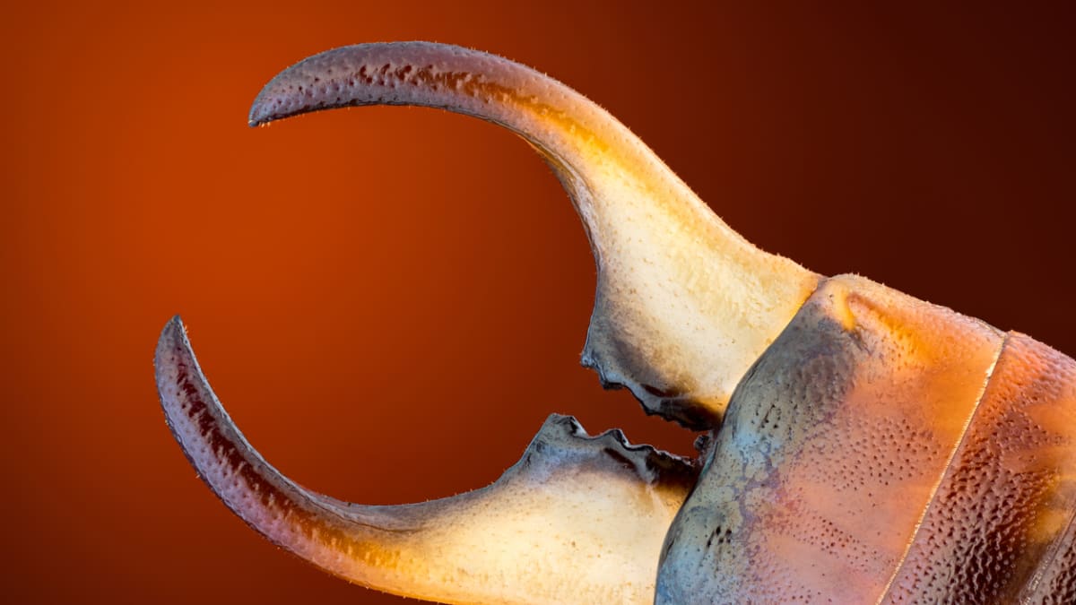 Škvor obecný (Forficula auricularia) 