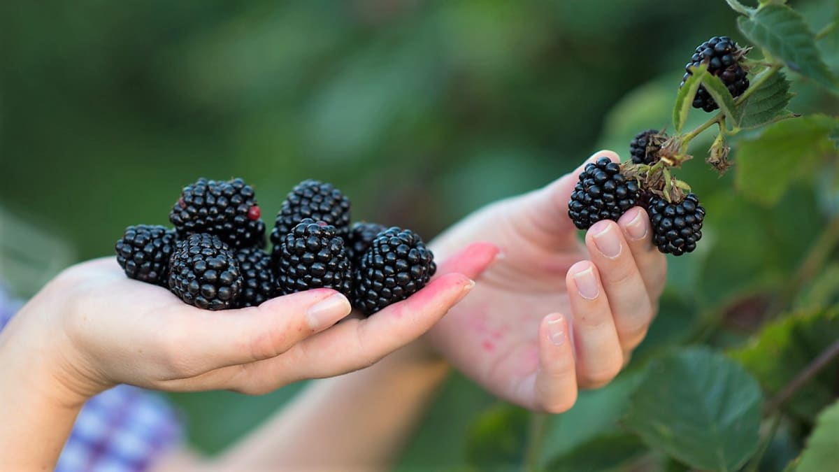 Ostružiny, černofialové plody ostružiníku křovitého (Rubus fruticosus), rychle doplní energii a tekutiny, obsahují snadno stravitelné cukry, vlákninu, až 80 procent vody, ve 100 g je jen zhruba 200 kJ.