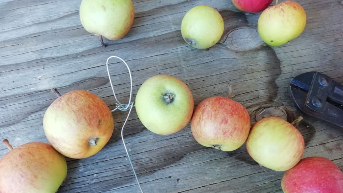 Svažte jablka na drátě do kruhu